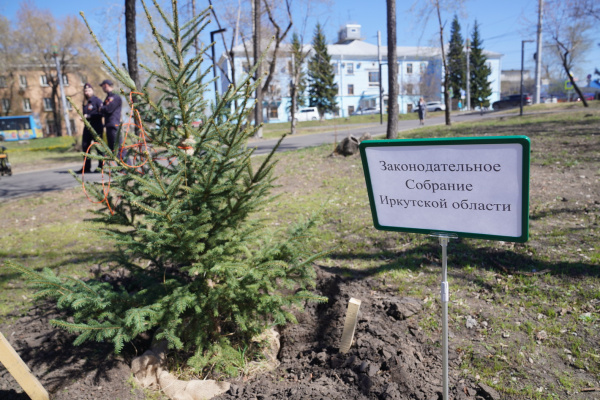 «Лес Победы» высадили в сквере у аэропорта Иркутск